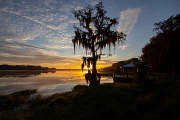 A majestic Cypress tree draped with Spanish Moss at sunrise, Lake Henderson,Florida