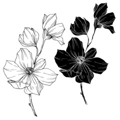 Vector Magnolia floral botanical flowers. Black and white engraved ink art. Isolated magnolia illustration element. - 305104654