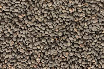 Babchi (Psoralea Corylifolia) organic dry seeds close up texture. Background template. Bakuchiol -...
