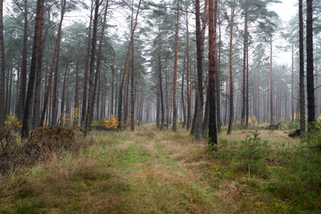 Rain and fog in the forest