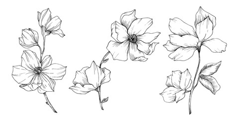 Vector Magnolia floral botanical flowers. Black and white engraved ink art. Isolated magnolia illustration element. © yanushkov