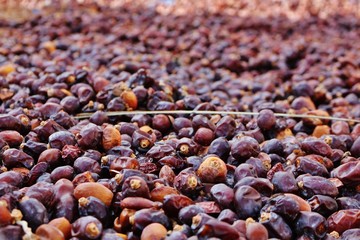 Drying Dates in Birkat Al Mouz II