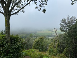 trees in the fog