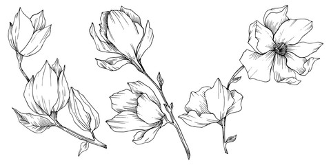 Vector Magnolia floral botanical flowers. Black and white engraved ink art. Isolated magnolia illustration element. © yanushkov