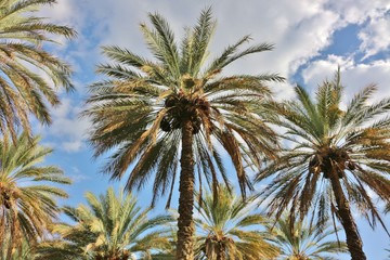 Fototapeta na wymiar Palm trees in Oman near Birkat al Mouz