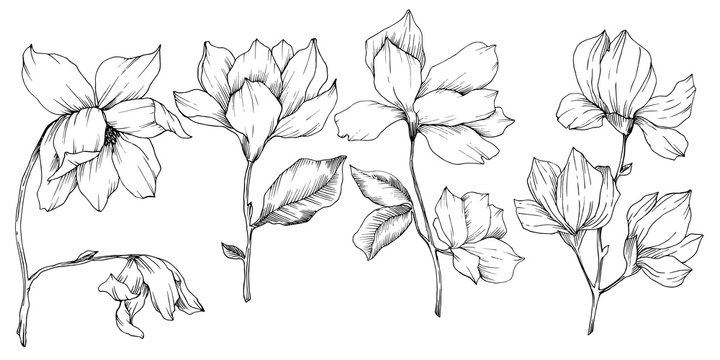 Vector Magnolia floral botanical flowers. Black and white engraved ink art. Isolated magnolia illustration element.