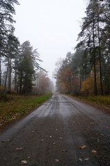 Fototapeta premium Rain and fog in the forest