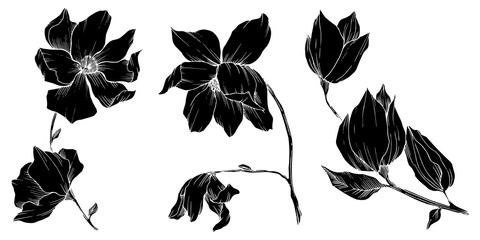 Vector Magnolia floral botanical flowers. Black and white engraved ink art. Isolated magnolia illustration element. - obrazy, fototapety, plakaty