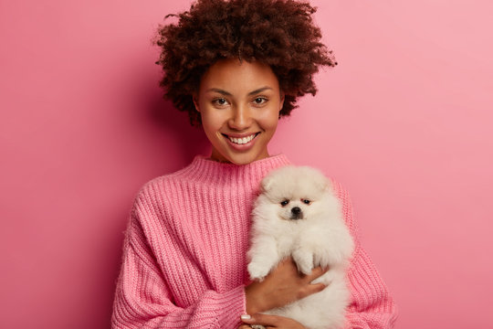 Photo of positive woman with Afro haircut holds white spitz dog on hands, dressed in knitted sweater, isolated over pink background. People, pets, animal care concept. Hostess shows fluffy dog