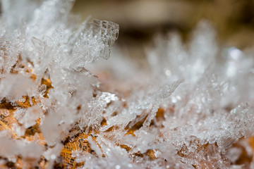 Crystal hoarfrost on plants macro