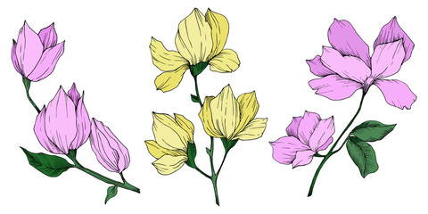 Vector Magnolia floral botanical flowers. Black and white engraved ink art. Isolated magnolia illustration element.