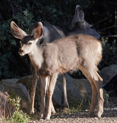 A Mule Deer fawn stands in the afternoon light with it's mother standing guard behind.