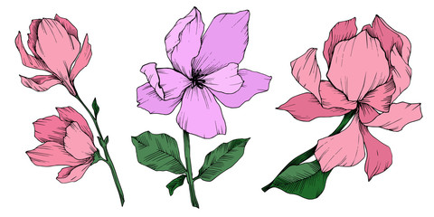Vector Magnolia floral botanical flowers. Black and white engraved ink art. Isolated magnolia illustration element.