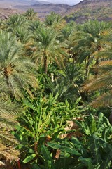 Oman Palm Tree Forest in Misfat al Abriyin