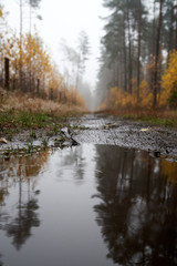 Rain and fog in the forest
