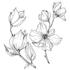 Vector Magnolia floral botanical flowers. Black and white engraved ink art. Isolated magnolia illustration element.