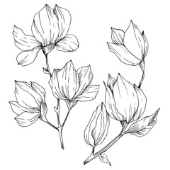 Vector Magnolia floral botanical flowers. Black and white engraved ink art. Isolated magnolia illustration element.