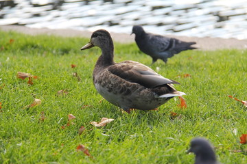 Gray brown duck on the green grass by the water in the city Park