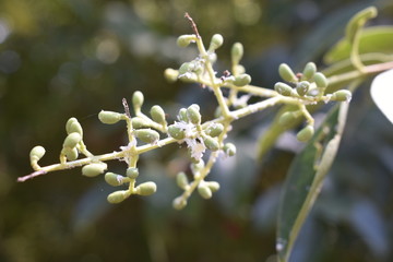 Macro Vegetation Plant Green Shot