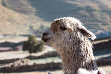Llamas alpaca en cusco