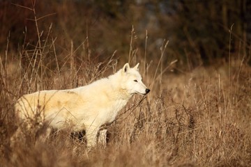 Obraz premium An Arctic Wolf (Canis lupus arctos) staying in dry grass in front of the forest.