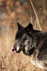 A north american wolf (Canis lupus) staying in the dry grass in front of the forest. Portrait.
