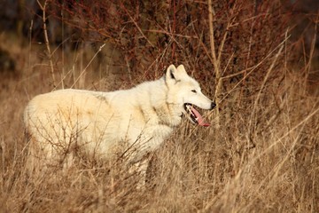 Obraz premium An Arctic Wolf (Canis lupus arctos) staying in dry grass in front of the forest.