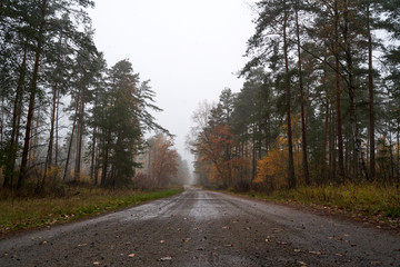 Rain and fog in the forest