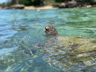 turtle in the water