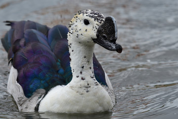 Close up of a knob billed duck (sarkidiornis melanotos) swimming in the water