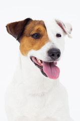 dog jack russell terrier looks up on a white background