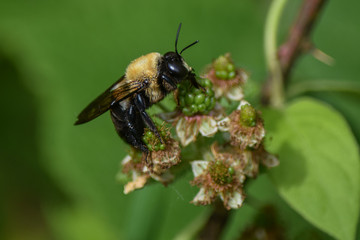 Bumble Bee on Wild Berry Bloom, Close-Up