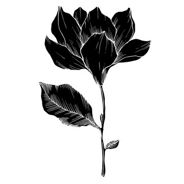 recommend clip art: Vector Magnolia floral botanical flowers. Black and white engraved ink art. Isolated magnolia illustration element.