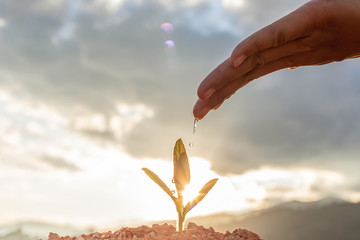 Hand nurturing and watering young baby plants growing in germination sequence on fertile soil at...