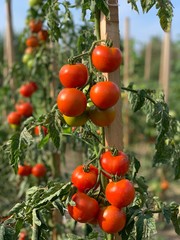 tomato plant