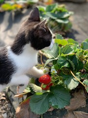 cat and strawberry