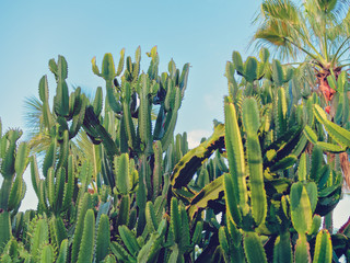 A large cactus with thorns is against the blue sky.
