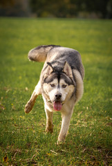 Beautiful husky dog running on the grass field. Funny photo.