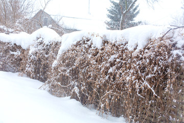 Winter old dilapidated rickety fence of wooden boards. A snow blizzard