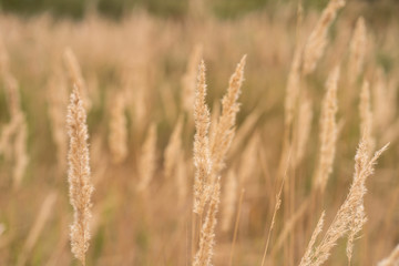 Savannah grass field in sun backlight,Twinkle with sunlight at noon.