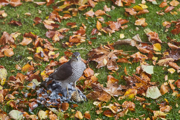 falkenjagd