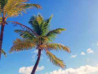 Beautiful tropical scene with palm trees on blue sky background with clouds. The image is suitable for resorts, hotels, the concept of beach holiday.
