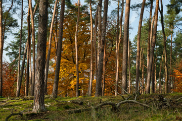 Fototapeta premium Farbenspiel im Wald