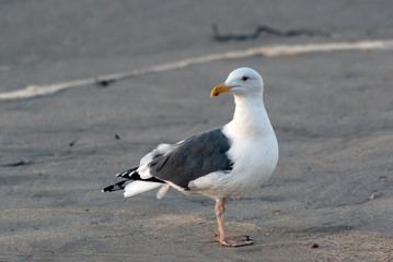 Fototapeta na wymiar Common California Seagull standing on sand beach with head turned to left looking for food to scavenge.