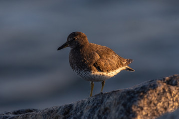 Ruddy Turnstone bird perched on a beach rock facing the left during an autumn morning of foraging for food.