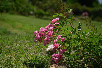 rose, garden, flower