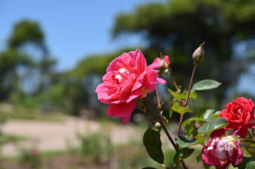 rose, garden, flower