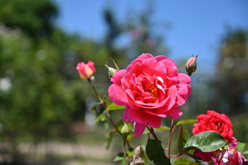 rose, garden, flower