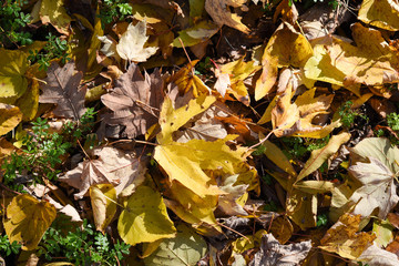autumn leaves on the ground