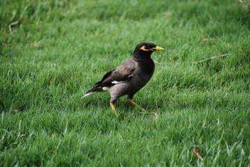 Indian common Myna on Grass in Delhi 